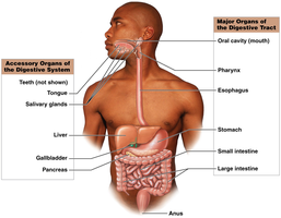 Diagram of the digestive system showing major and accessory organs