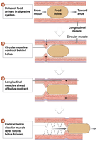 Diagram of peristalsis showing muscle contractions moving a food bolus