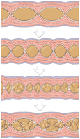 Diagram of segmentation showing mixing and churning of intestinal contents