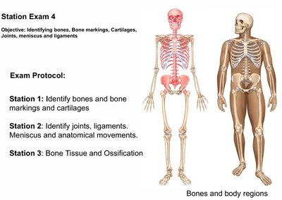 Diagram of human skeleton and labeled body regions