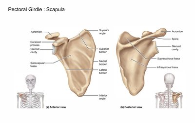 Anterior and posterior views of the scapula