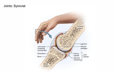 Structure of a synovial joint