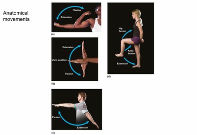 Examples of flexion and extension at different joints