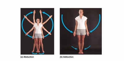 Abduction and adduction movements