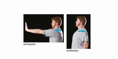 Protraction and retraction of the scapula