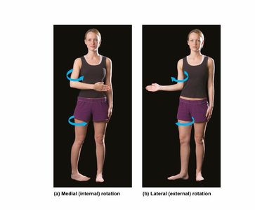 Medial and lateral rotation of the arm and leg