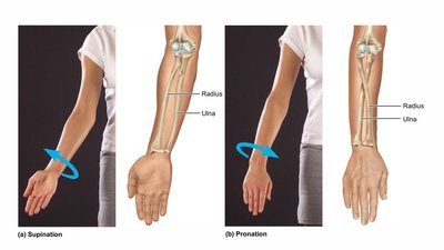 Supination and pronation of the forearm