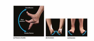 Dorsiflexion, plantar flexion, inversion, and eversion of the ankle