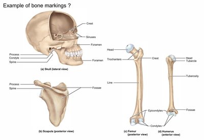 Examples of bone markings on skull, scapula, femur, and humerus