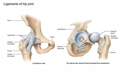 Ligaments of the hip joint