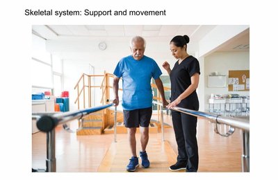 Physical therapy illustrating skeletal system support and movement