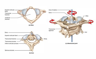 Atlas and axis vertebrae, atlantoaxial joint
