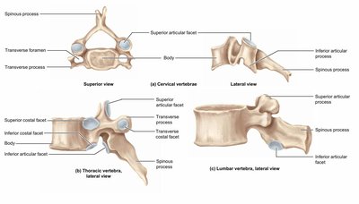 Cervical, thoracic, and lumbar vertebrae, labeled views