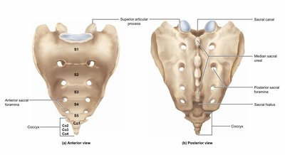 Anterior and posterior views of the sacrum and coccyx