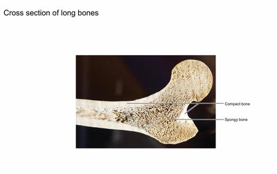 Cross section of long bone showing compact and spongy bone