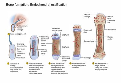 Stages of endochondral ossification in long bone development
