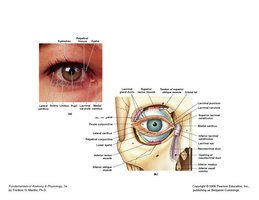 Medial and lateral canthus