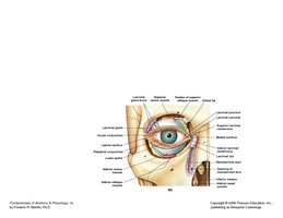 Conjunctiva and lacrimal apparatus