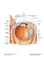 Orbital fat and eye anatomy
