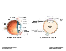 Layers of the eye