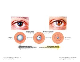 Papillary dilator muscles