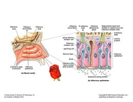 Olfactory organs in nasal cavity
