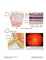 Retina and photoreceptors