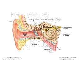Middle ear and auditory ossicles