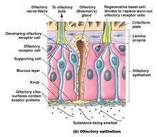 Olfactory epithelium structure