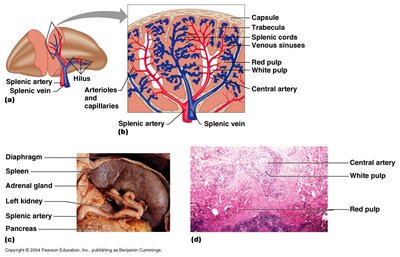 Internal structure and histology of the spleen