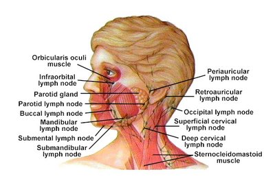 Diagram of head and cervical lymph nodes