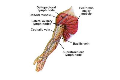 Diagram of arm and axillary lymph nodes