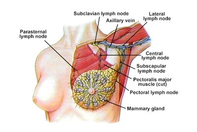 Diagram of breast lymphatics and associated lymph nodes