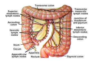 Diagram of colon lymphatics and associated lymph nodes