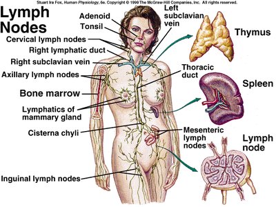 Diagram of the human lymphatic system with major organs and vessels labeled