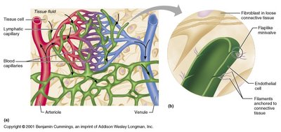 Diagram showing lymphatic capillaries, tissue fluid, and blood capillaries