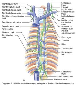 Detailed diagram of the thoracic duct and associated lymphatic trunks