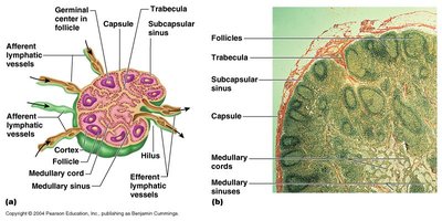 Diagram and histology of a lymph node
