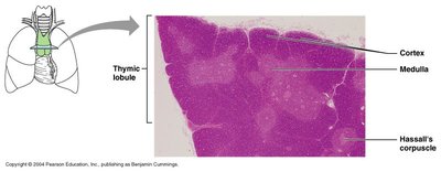 Histological section of the thymus showing cortex and medulla