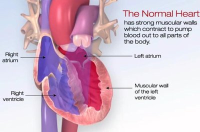 Normal heart anatomy and function