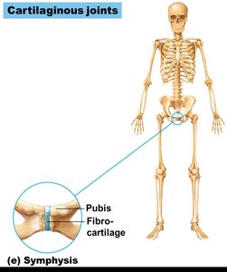 Symphysis cartilaginous joint (pubis)