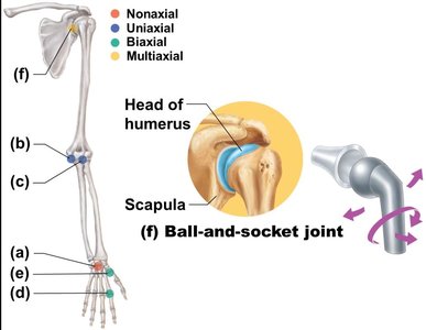 Types of synovial joints by movement