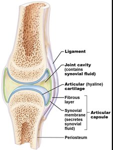 Structure of a synovial joint