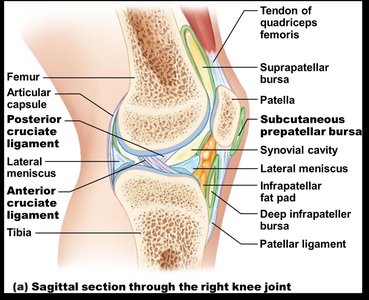 Sagittal section of the knee joint