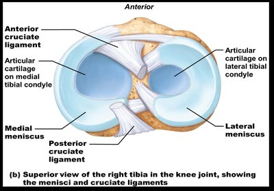 Superior view of menisci and cruciate ligaments