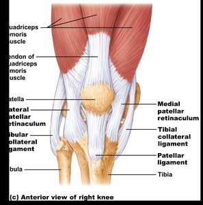 Anterior view of right knee ligaments