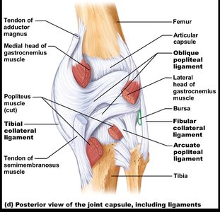 Posterior view of knee ligaments