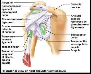 Lateral view of shoulder joint socket