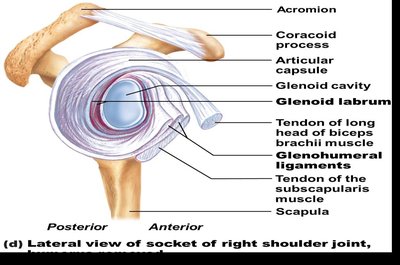 Median sagittal section of elbow joint