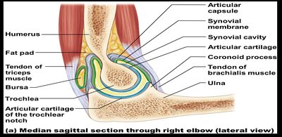 Lateral view of elbow joint